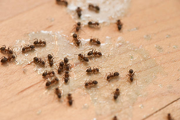 Best Pest Prevention Services  in Lofall, WA